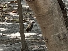 Gallirallus philippensis