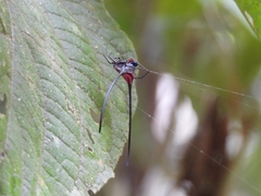 Macracantha arcuata