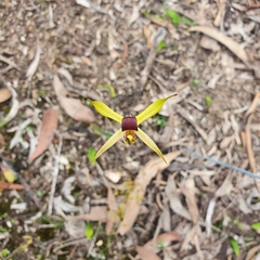 Caladenia leptochila