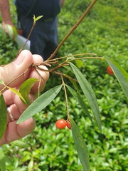 Wikstroemia indica