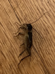 Velarifictorus micado