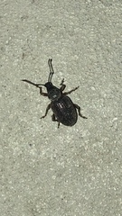 Otiorhynchus cribricollis