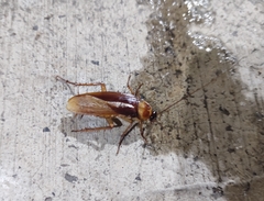 Periplaneta americana
