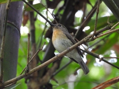 Cyornis whitei