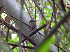 Cyornis whitei