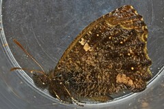 Steremnia monachella