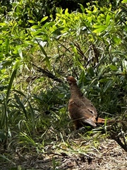 Macropygia phasianella