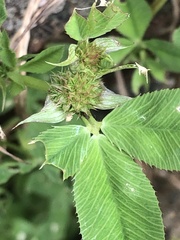 Trifolium glomeratum