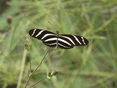 Heliconius charithonia vazquezae