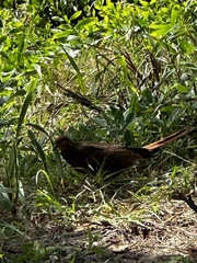 Macropygia phasianella