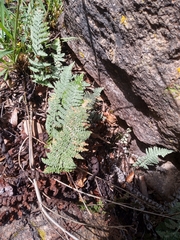 Myriopteris lindheimeri