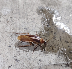 Periplaneta americana