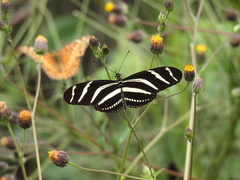 Heliconius charithonia vazquezae