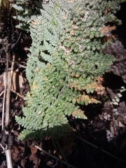 Myriopteris lindheimeri