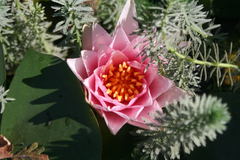 Nymphaea × marliacea