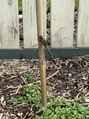 Adversaeschna brevistyla