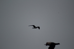 Stercorarius parasiticus