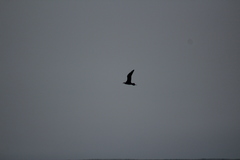 Stercorarius parasiticus