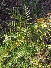 Asplenium oblongifolium