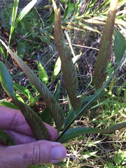 Asplenium oblongifolium
