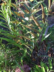 Asplenium oblongifolium