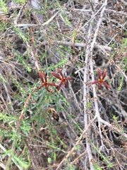 Jamesbrittenia atropurpurea