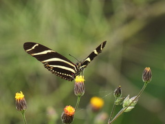 Heliconius charithonia vazquezae