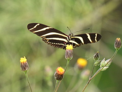 Heliconius charithonia vazquezae