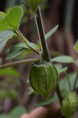 Physalis coztomatl