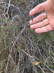 Jamesbrittenia atropurpurea