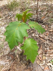 Solanum chrysotrichum