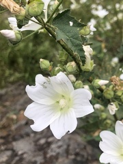 Malva weinmanniana
