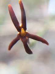 Jamesbrittenia atropurpurea