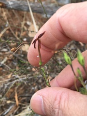 Jamesbrittenia atropurpurea