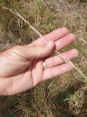 Cymbopogon refractus