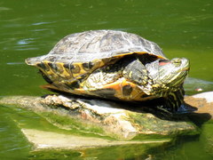 Trachemys scripta