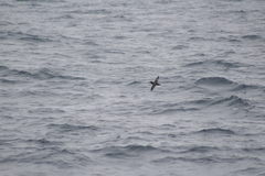 Ardenna tenuirostris