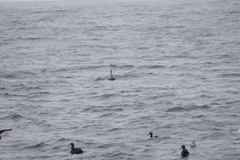 Ardenna tenuirostris