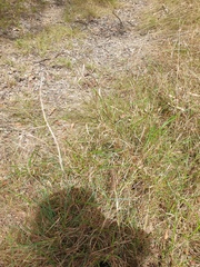 Cymbopogon refractus