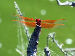Libellula saturata