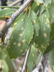 Aceria mackiei