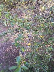 Coprosma ×cunninghamii
