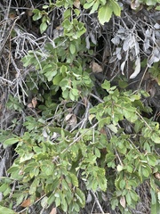 Aceria mackiei