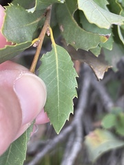 Aceria mackiei