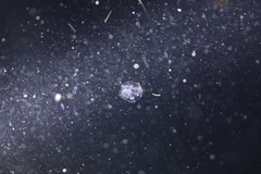 Bolinopsis microptera