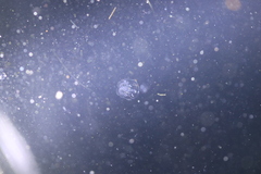 Bolinopsis microptera