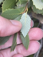 Aceria mackiei