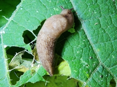 Limacoidea