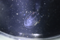 Bolinopsis microptera