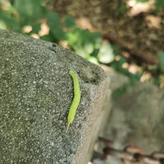Cypoides chinensis